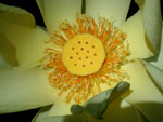 Yonqupin Flower in Bloom